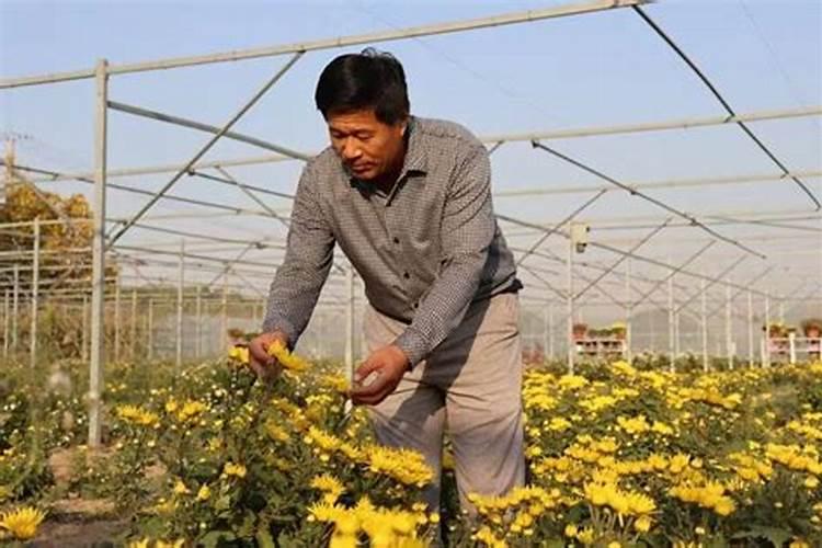 钙叶面肥对菊花起什么作用？