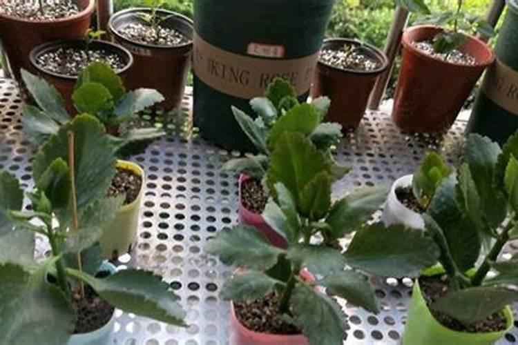 刚换盆的茶花可以施肥吗