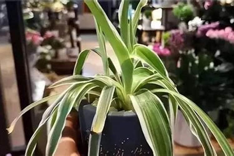 盆栽白兰花怎样换盆和施肥 白兰花喜施什么肥