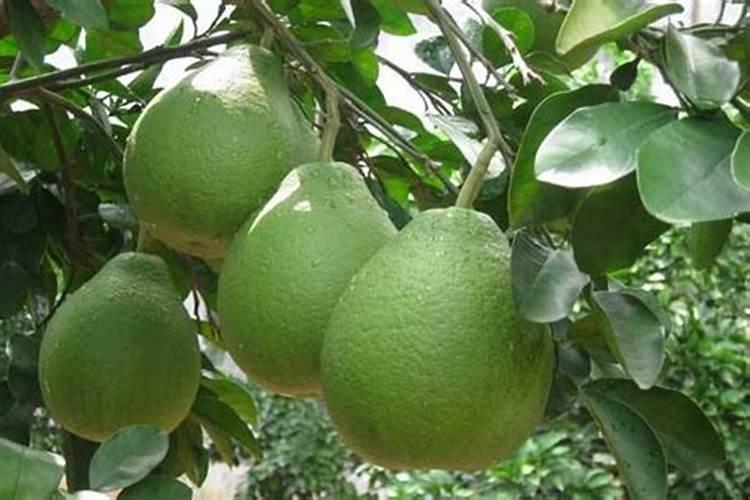 秋季柚子还没采摘可以施肥吗