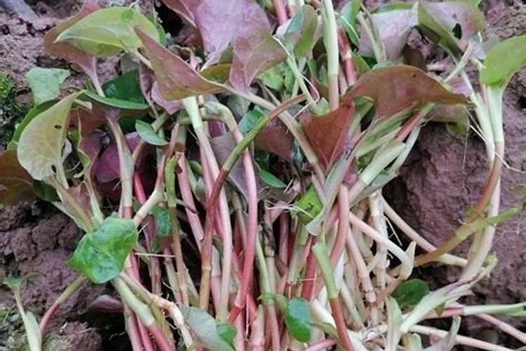 折耳根种植方法