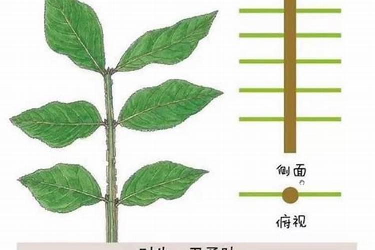 中药材用叶面肥的作用有哪些？中药材为何喷施叶面肥？