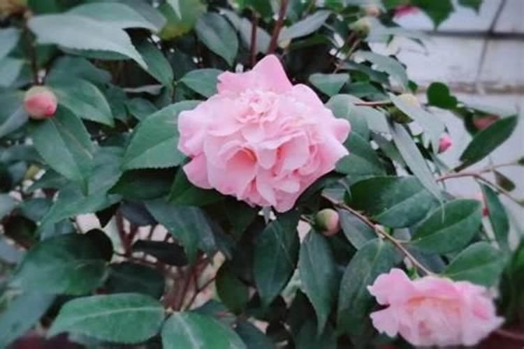 绿植用什么肥料最好