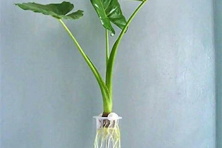 滴水观音浇什么肥料合适