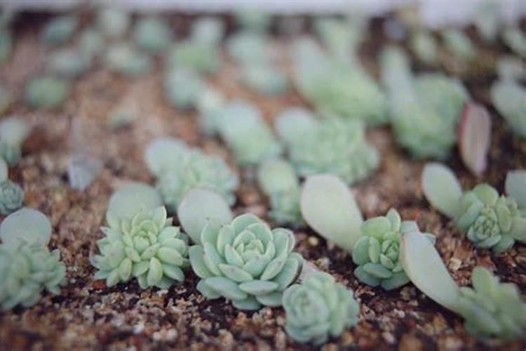 防止肉肉致死的六个小技巧学会养成胖圈越老越值钱!