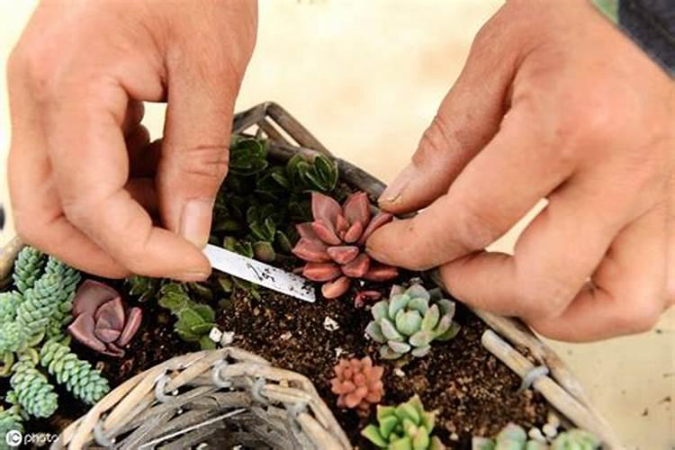 如何把多肉养成大粗桩？