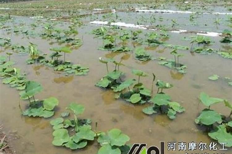 怎样防治莲藕长锈斑