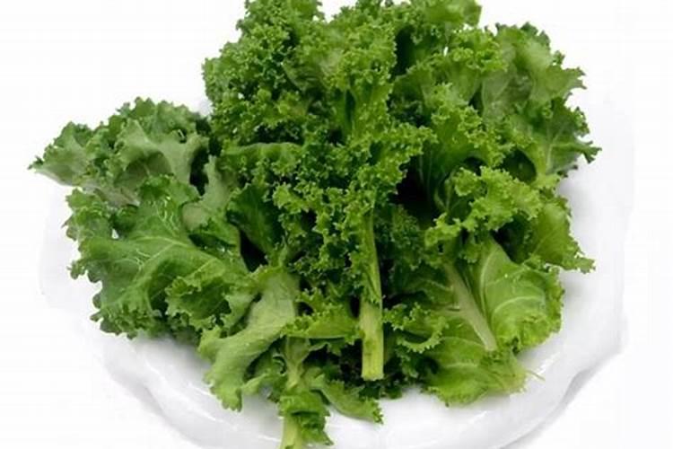 早春露地甘蓝种植技术