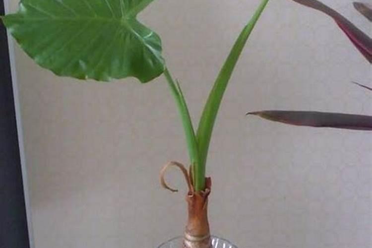 滴水观音施什么肥最好