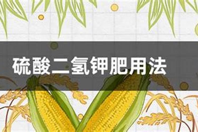 水培薄荷怎么养才能爆盆