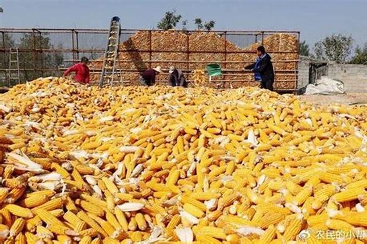 复合肥100斤价格表