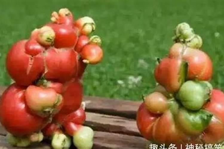 金正大控释玉米专用肥261212多少钱一吨