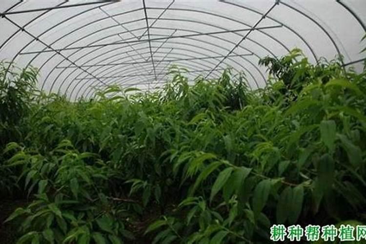 酵素种植,是有机种植吗,酵素种植有什么好处