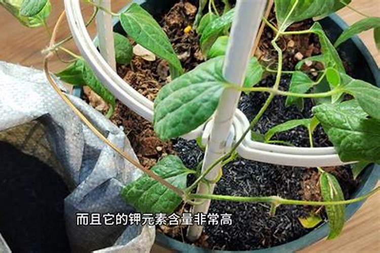 病虫害科普丨水稻细菌性条斑病的危害与防治