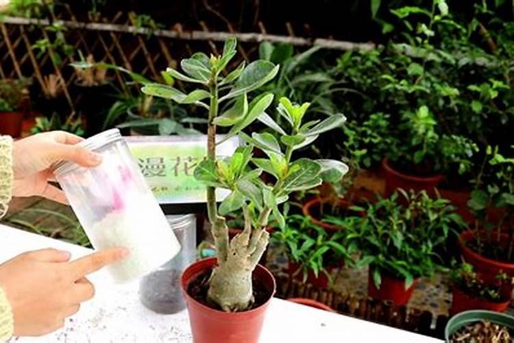 沙漠玫瑰怎样用磷酸二氢钾