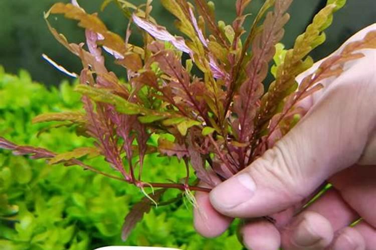 水稻叶面肥哪种好 如何正确喷施