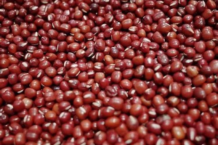 红豆是什么季节种的