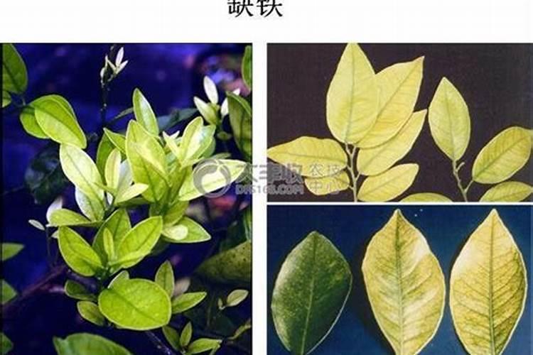 柑橘僵苗用什么药