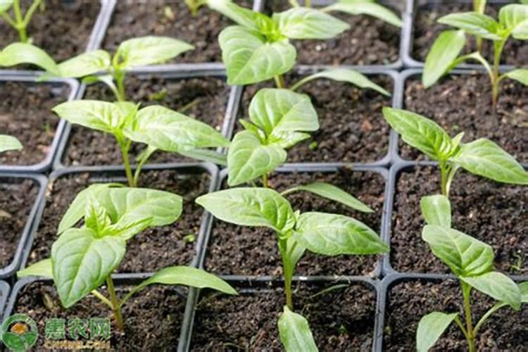 海椒种植多久可以施肥料