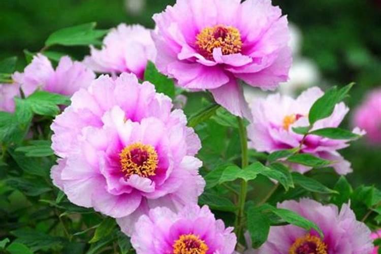 牡丹可以用磷酸二氢钾浇吗