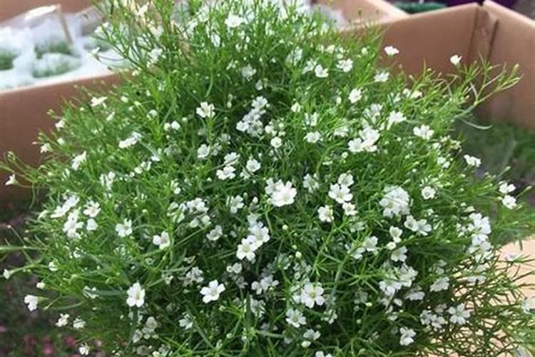 满天星如何养,开花期间能施肥吗