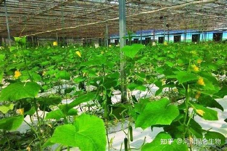 刚种的月季花刚出芽能浇营养液吗？