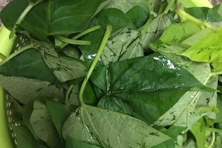 红茶叶水浇花可以吗 红茶叶水能浇花吗