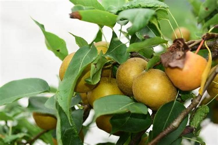 秋季养月季花禁用4种肥料这是夺命肥