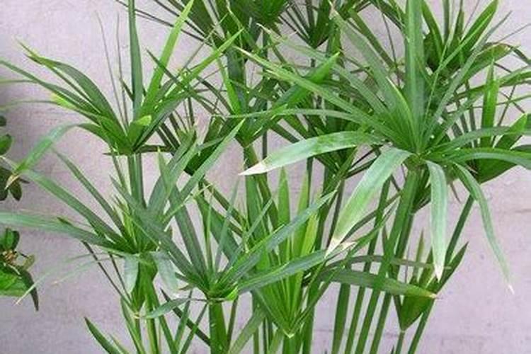 啤酒浇花好不好