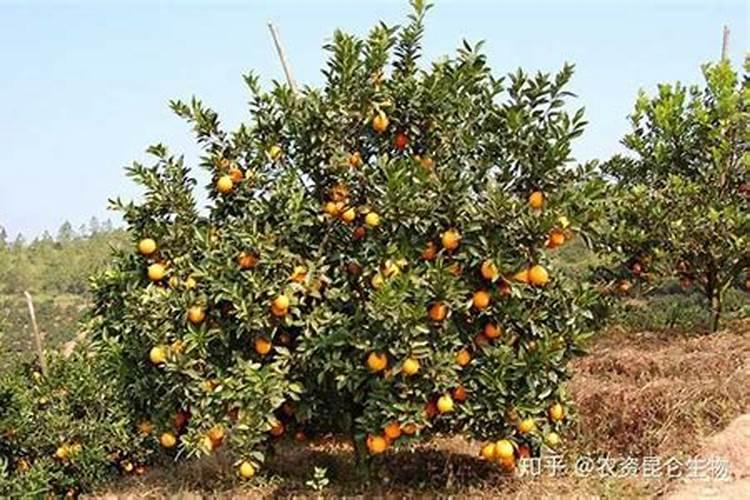 杨梅着色增甜用肥料可以吗？用哪种好？