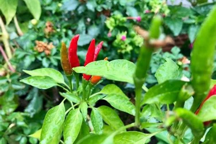 辣椒坐果施什么肥 如何防止落果