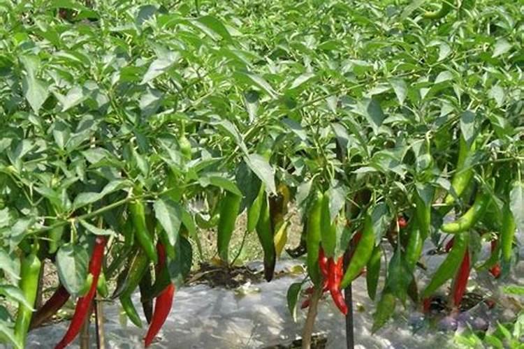 种植辣椒施肥,需肥量大概是多少？用磷酸二氢钾增产吗