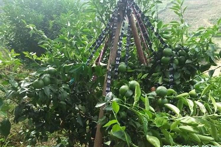 氮肥对果树的作用