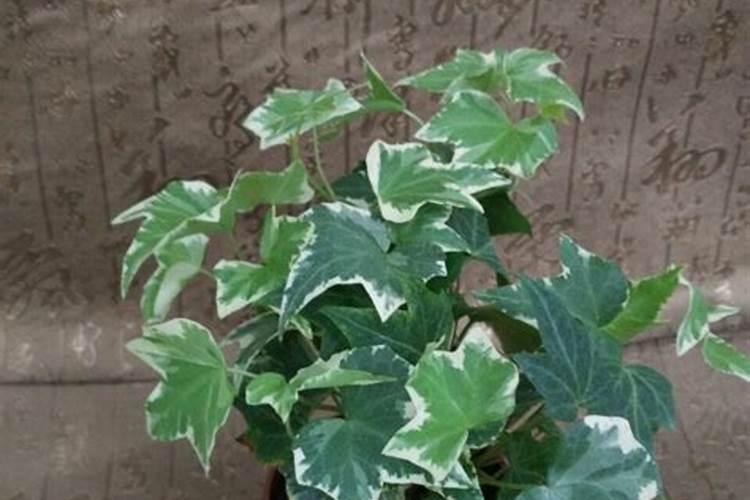 常春藤浇什么肥最好