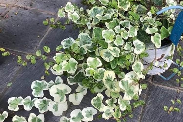 花叶常春藤的养殖方法