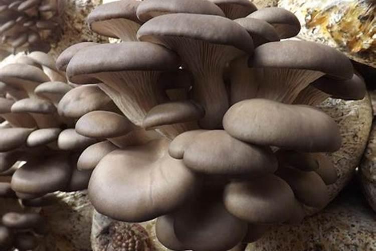 平菇种植常见误区是什么
