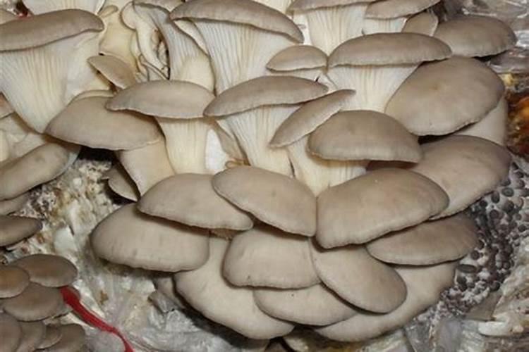 平菇栽培中如果用,棉籽壳,麦草,麦麸,玉米粉做料,它们比例是多少？