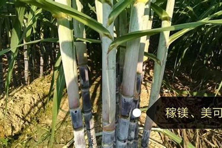 荷兰豆结到几月份不结了