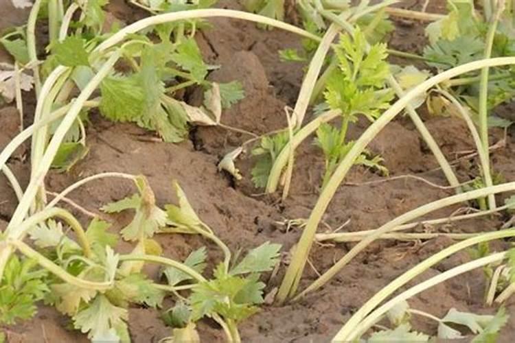 金弹子施什么肥最好