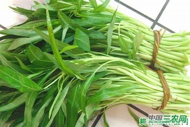 空心菜多久施一次肥,需要什么肥料