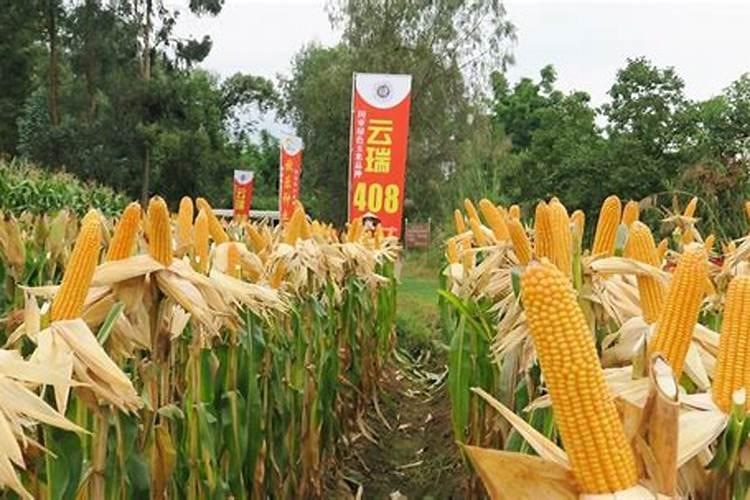 住商肥料玉米专用肥价格多少