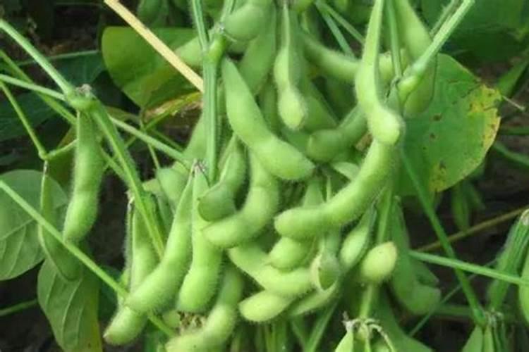 大豆结荚期喷施什么叶面肥肥