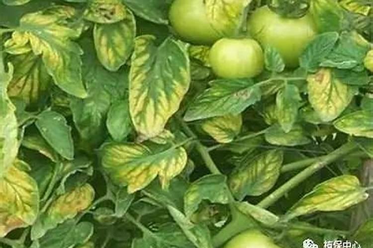 硼锌铁镁肥多久用一次