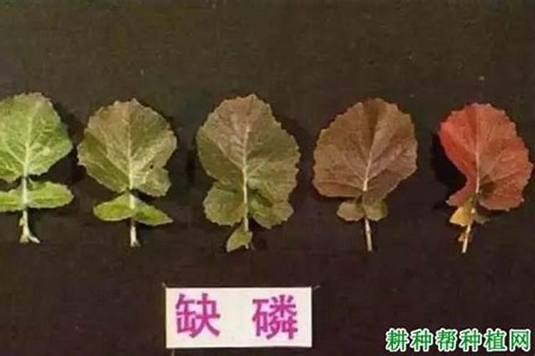 叶菜类蔬菜用什么肥料比较好