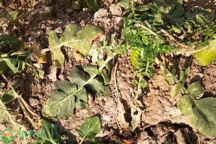 胡萝卜刚出土面就发现叶片枯萎要怎样防治