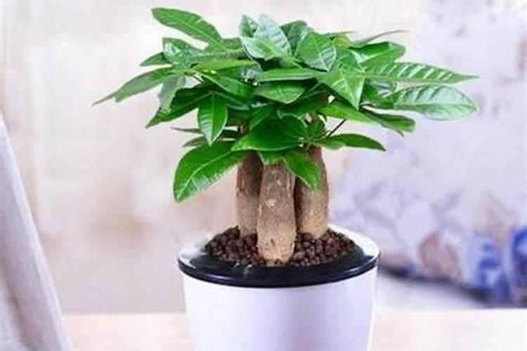 摇钱树施肥方法,用什么肥好