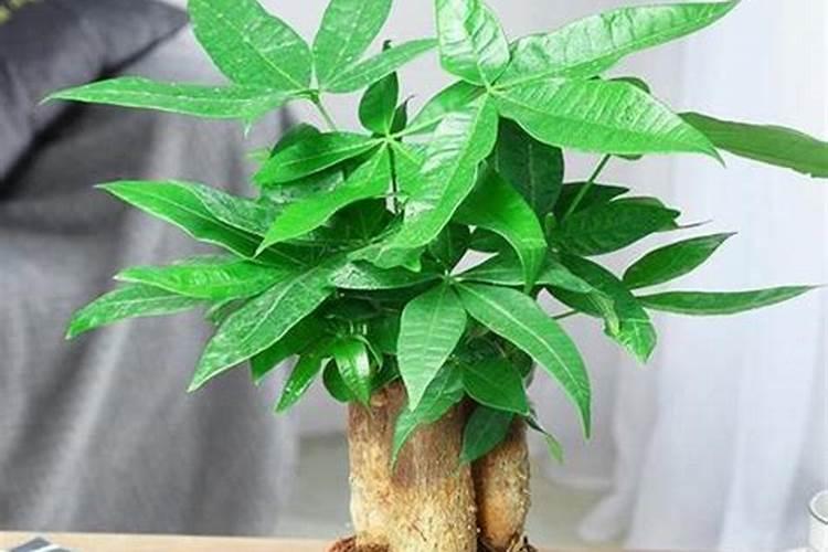 摇钱树施肥方法,用什么肥好