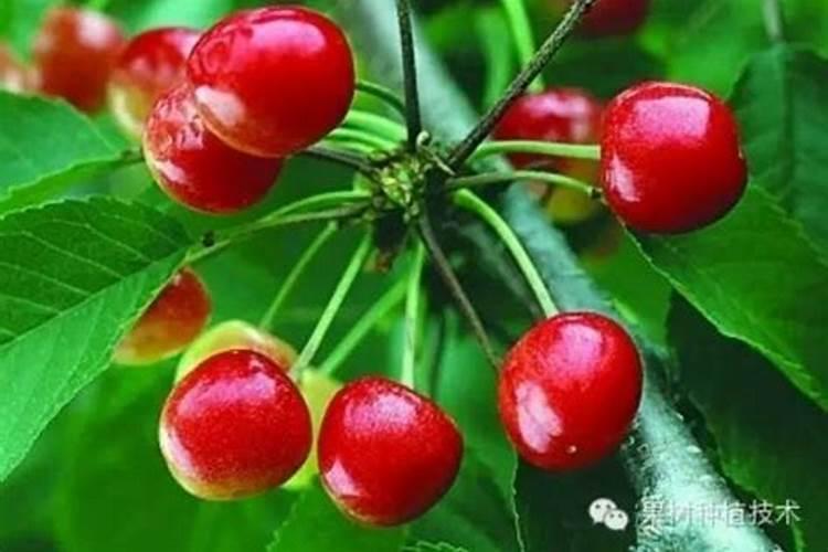 温室、大棚大樱桃升温后到果实采收前怎样进行土肥水管理？