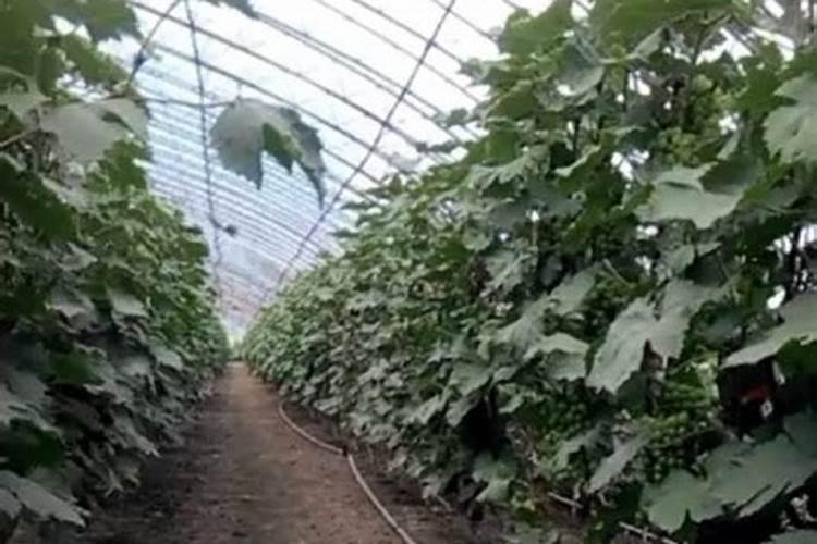 冷棚适合育葡萄苗吗？