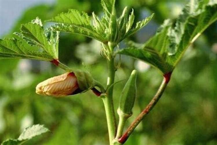 斤水溶肥兑多少水,水溶肥如何使用效果才好